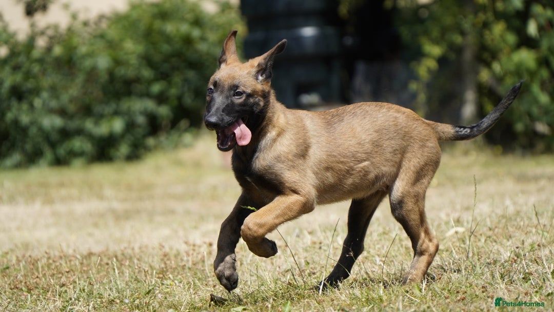 Belgian Shepherd Dog dogs for sale: KC registered Belgian Malinois – Stable,Balanced🐾 - Image 10