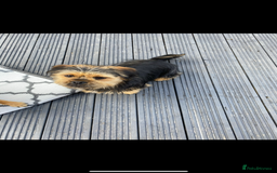 Mixed Breed dogs for sale: Shihtzu cross cocapoo (shihpoo) puppies  - Advert 4