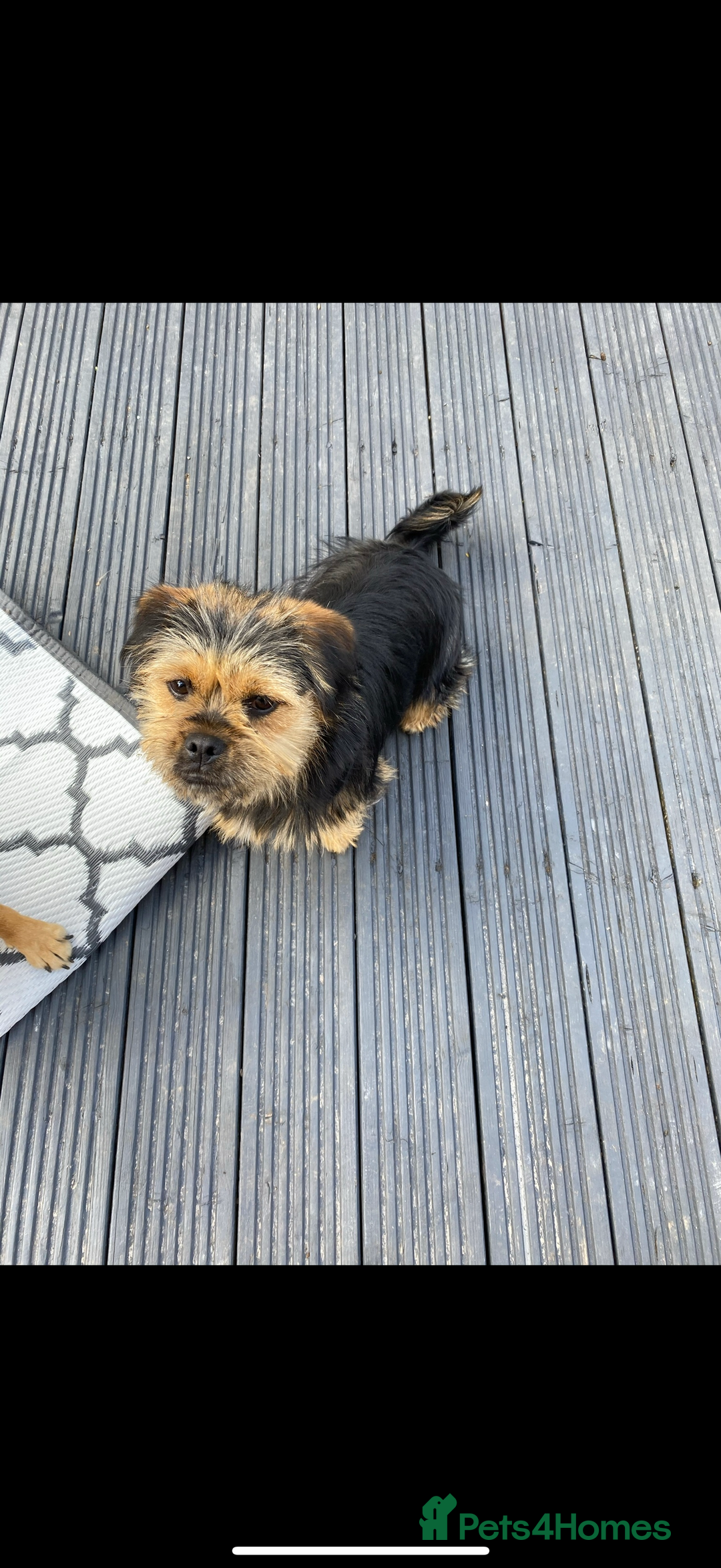 Mixed Breed dogs for sale: Shihtzu cross cocapoo (shihpoo) puppies  - Advert 4