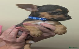 Jack Russell dogs for sale: Jack Russell  - Image 4
