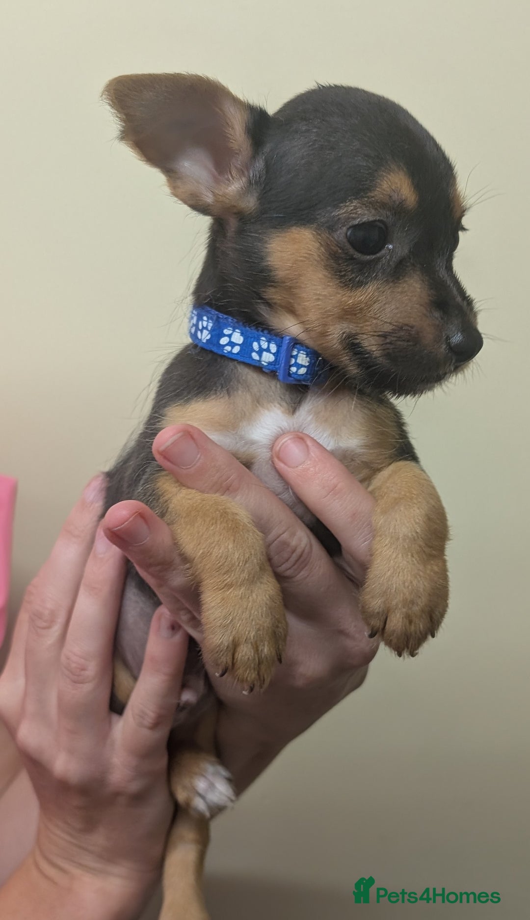 Jack Russell dogs for sale: Jack Russell  - Image 4
