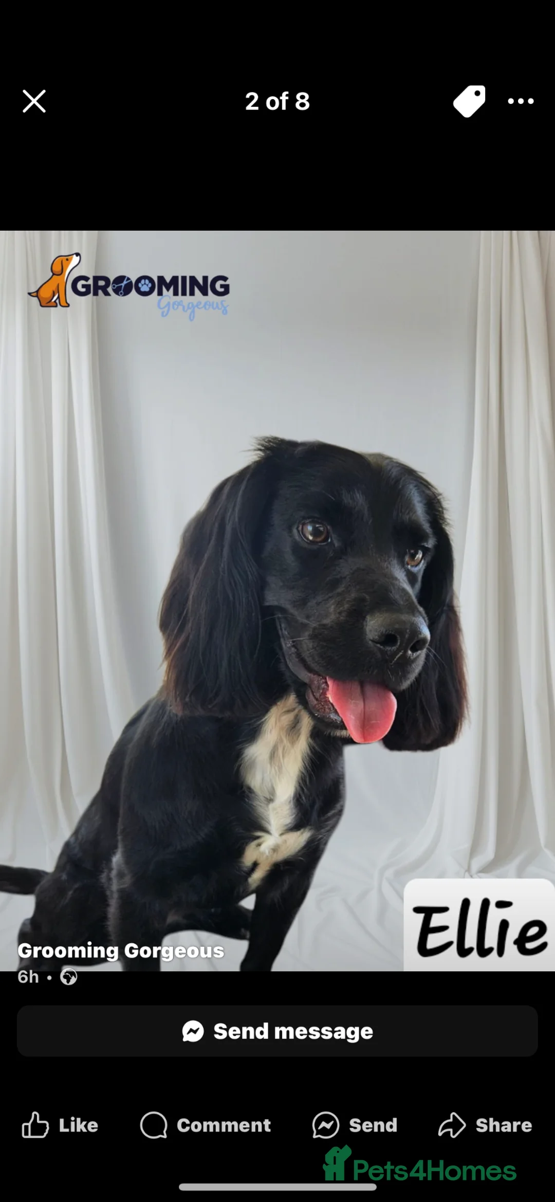 Cocker Spaniel dogs for sale: Working cocker spaniel puppies  in Okehampton - Advert 2