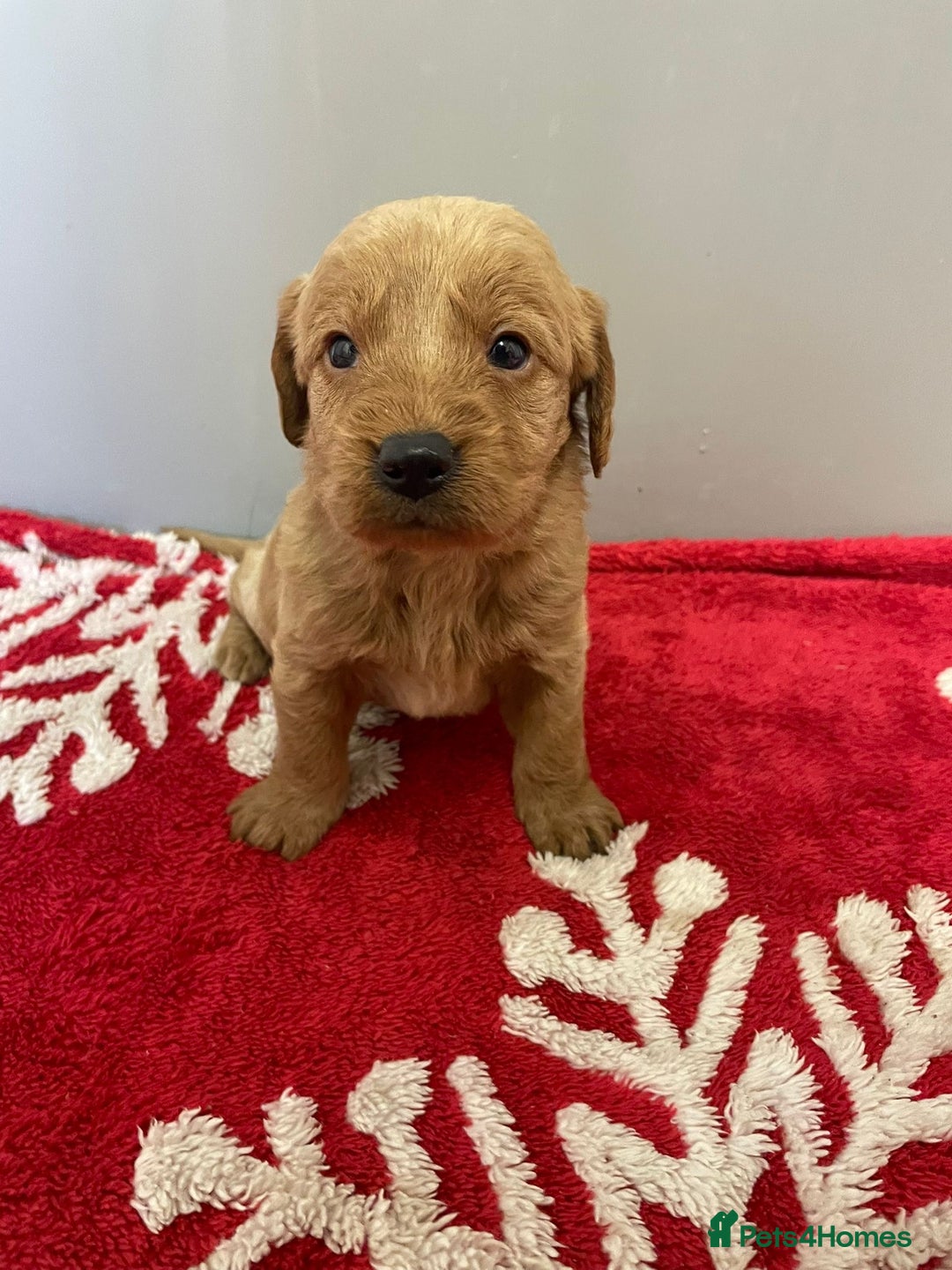 Labradoodle dogs for sale: F1 Labradoodle Puppies  - Advert 9