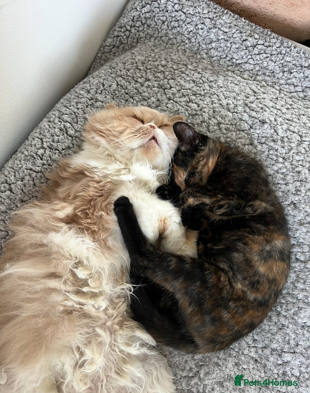 Persian cats for sale: Male Half Persian Kitten  - Image 7