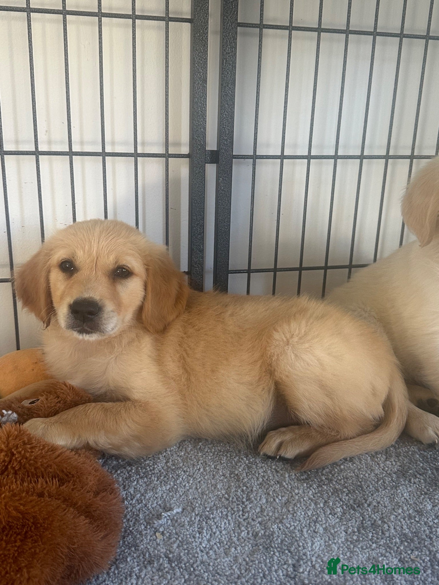 Golden Retriever dogs Quality golden retrievers  - Advert 1