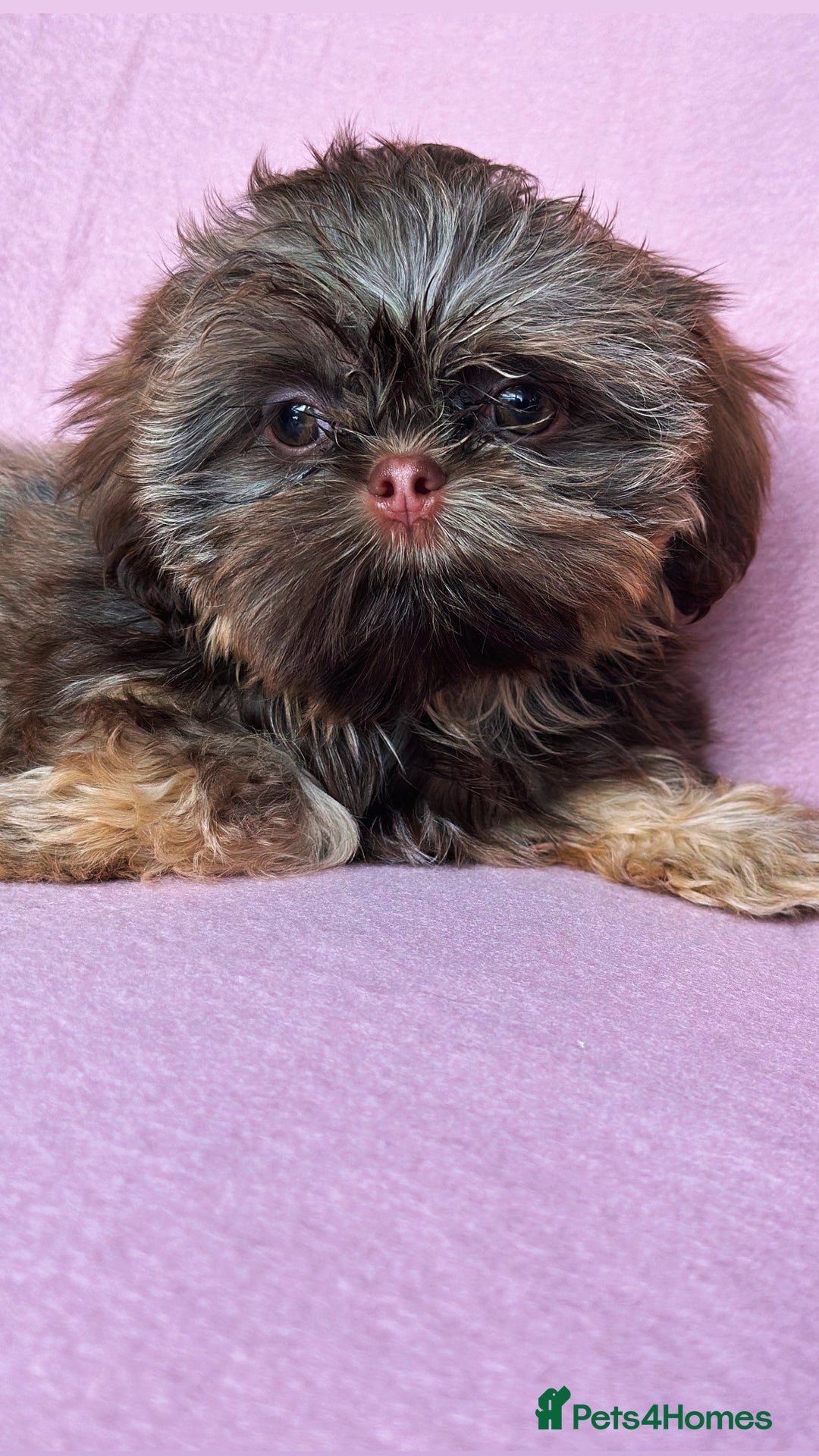 Shih Tzu dogs for sale: REDUCED LAST LITTLE BOY AVAILABLE  - Advert 5