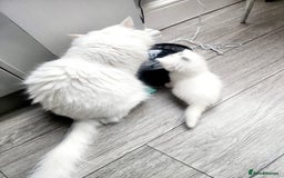 Siberian cats for sale: Siberian kittens are looking for a forever home🌹 - Image 15