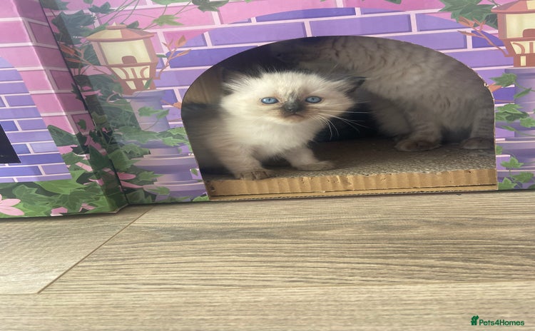 Ragdoll cats - Advert 16