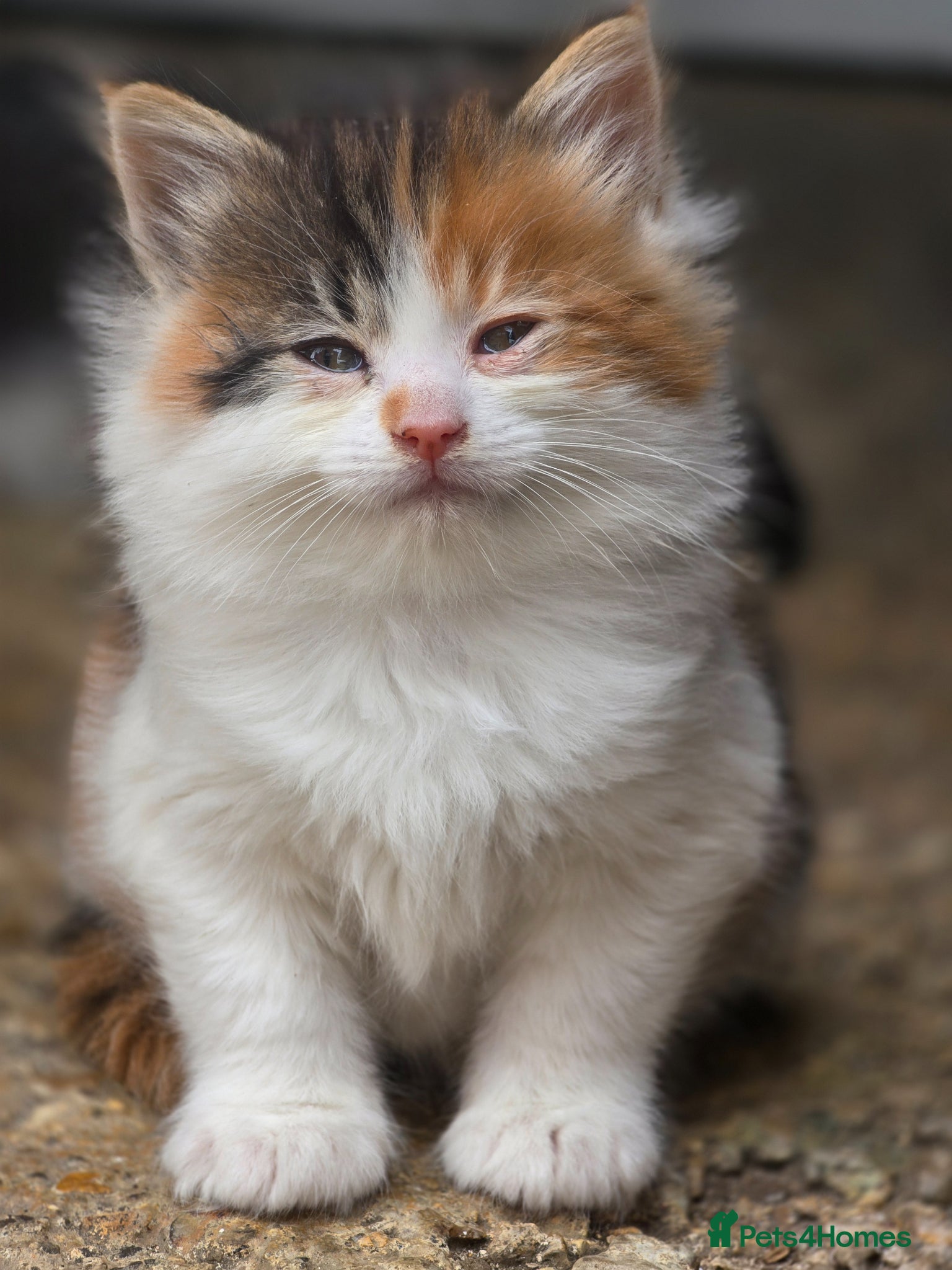Mixed Breed cats cute fluffy kittens - Advert 2