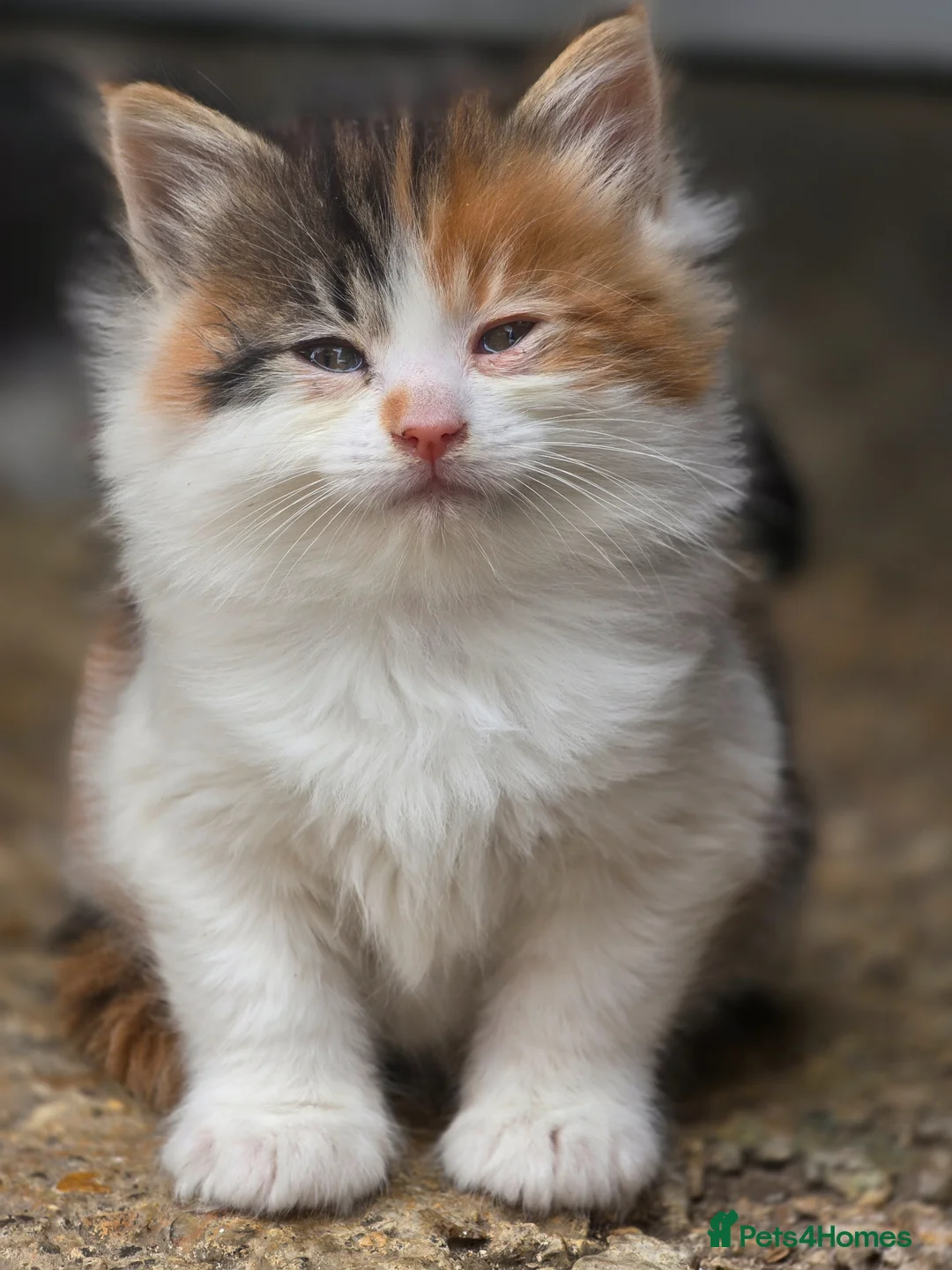 Mixed Breed cats for sale: cute fluffy kittens - Advert 1
