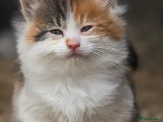 Mixed Breed cats cute fluffy kittens - Advert 2