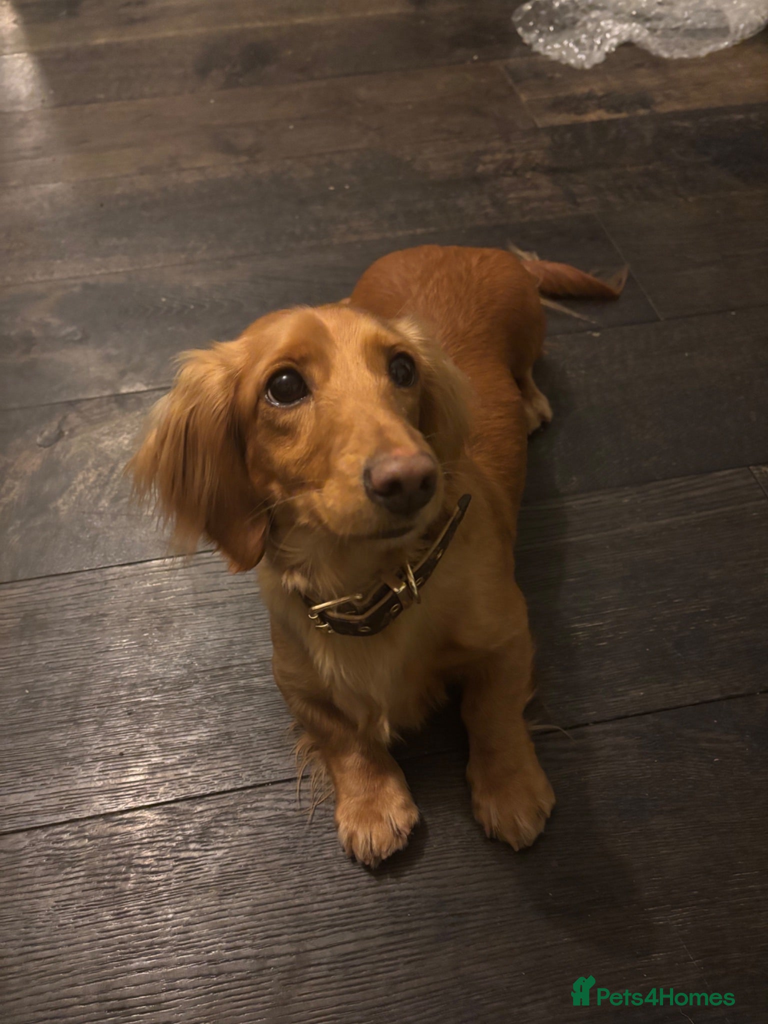 Miniature Dachshund dogs ⚜️longhaired miniature cream dachshunds⚜️ - Advert 7