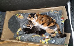 Mixed Breed cats for sale:  3 tortoise shell kittens - Image 1