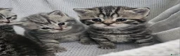British Shorthair cats for sale: Beautiful Silver british shorthair kittens  - Advert 9