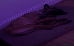 Mixed Breed dogs for sale: Belgian malinois X german shepherd  - Image 9