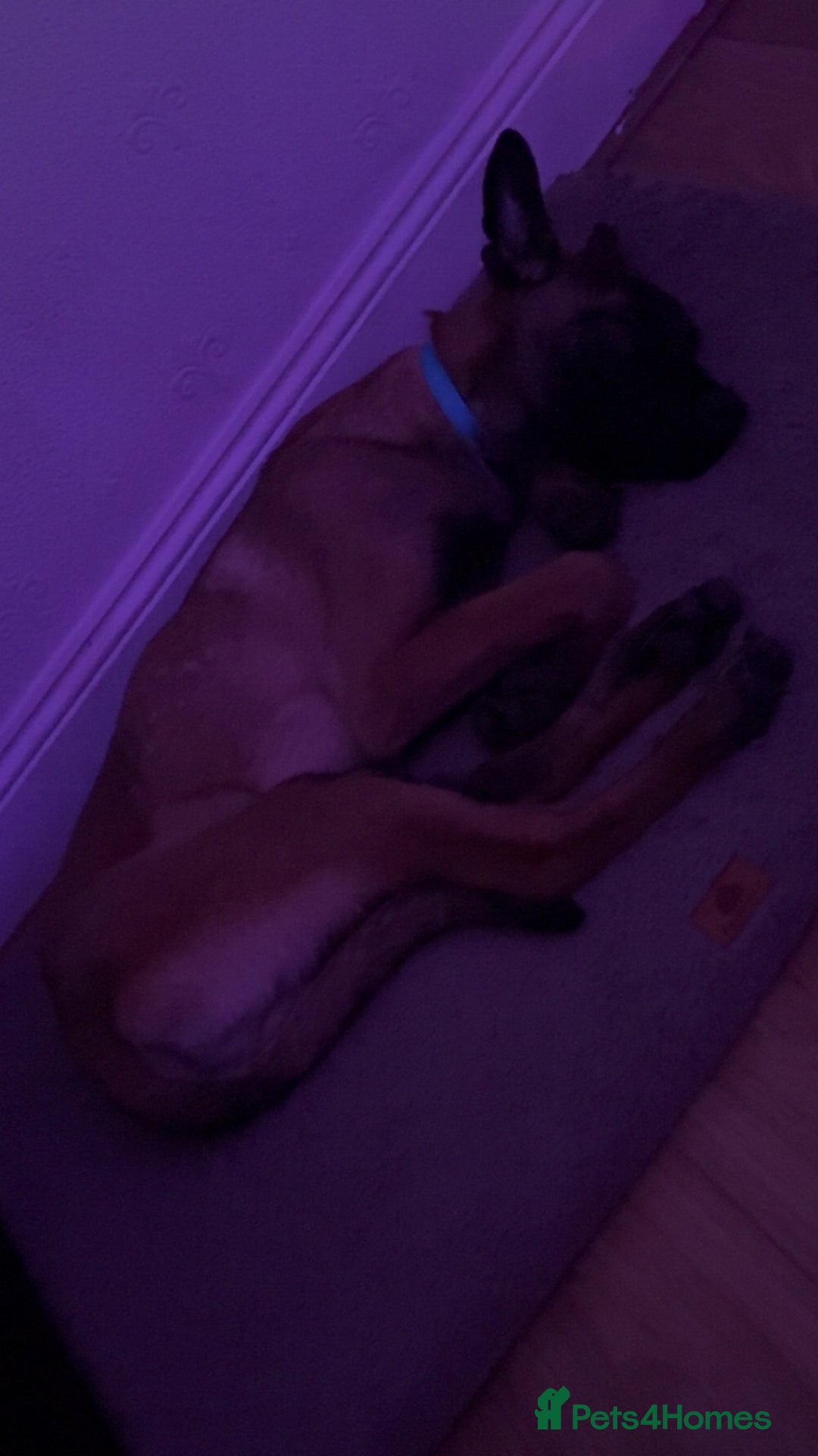 Mixed Breed dogs for sale: Belgian malinois X german shepherd  - Image 9