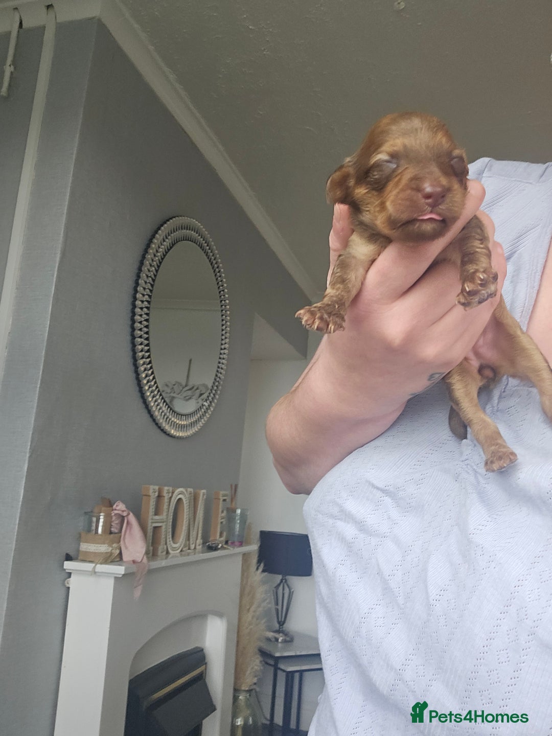 Cockapoo dogs for sale: Cockerpoo puppies - Image 7