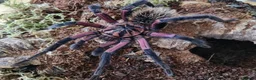 Tarantulas invertebrates for sale: TARANTULAS FOR SALE - Last few left! - Advert 2