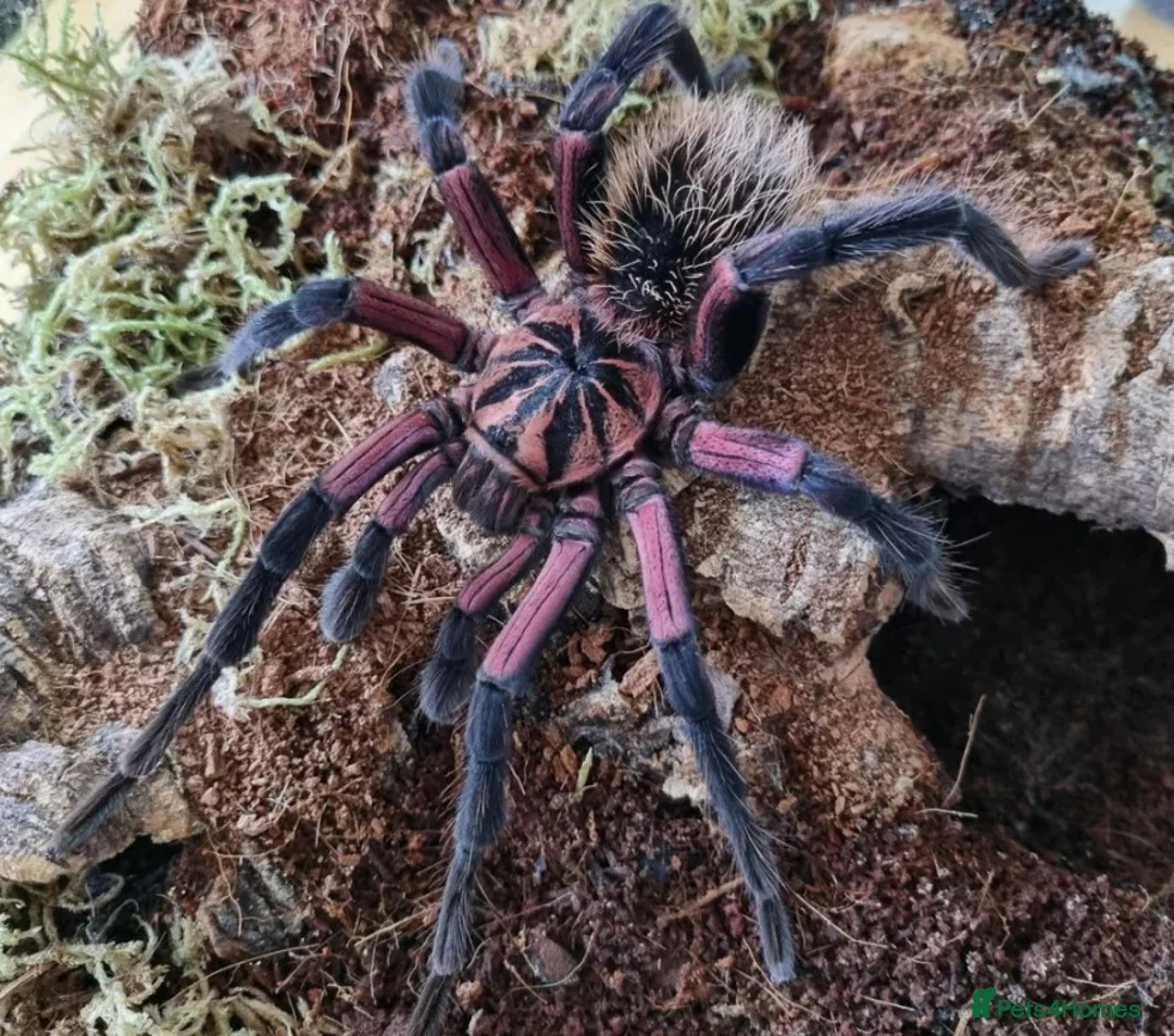 Tarantulas invertebrates for sale: TARANTULAS FOR SALE - Last few left! - Advert 2