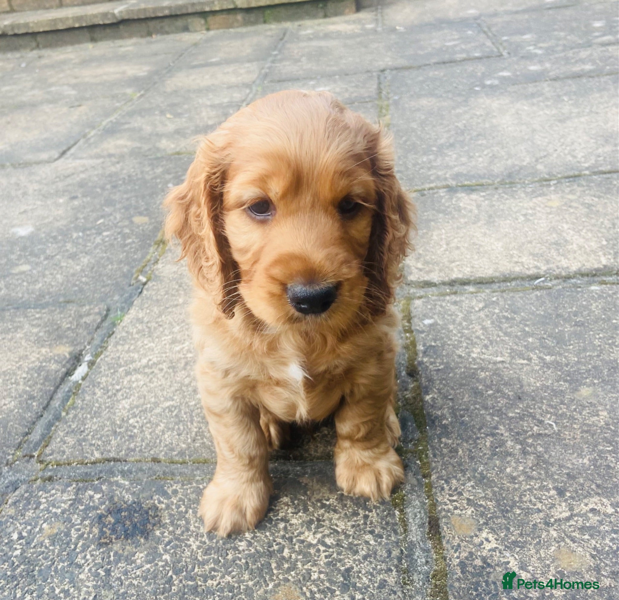 Cocker Spaniel dogs  Cockerspaniel Puppies For Sale - Advert 12