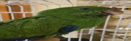 Parrots birds for sale: Baby cute tame eclectus in Greenford - Advert 2