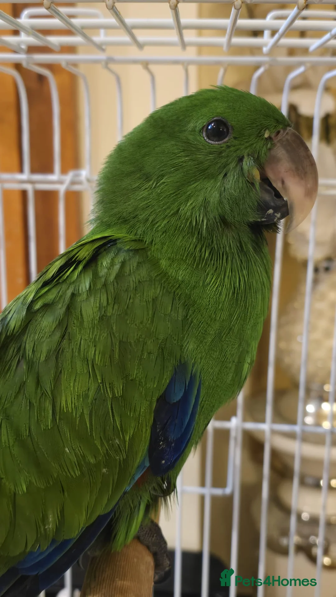 Parrots birds for sale: Baby cute tame eclectus in Greenford - Advert 2