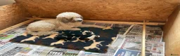 Mixed Breed dogs for sale: St Berdoodle F1b - Advert 2