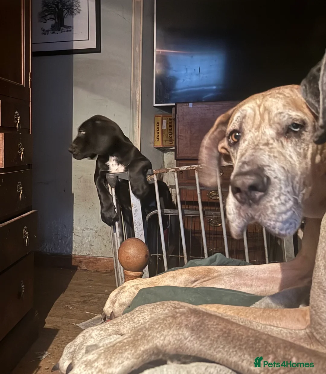 Great Dane dogs for sale: Great Dane Puppies - Advert 1