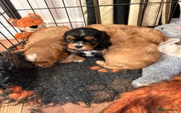 Cavapoo dogs for sale: 🐾♥️CUDDLES, KISSES & SNUGGLES♥️ 🐾 - Image 2
