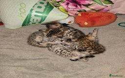 Bengal cats for sale: Bengal Kittens  - Image 6