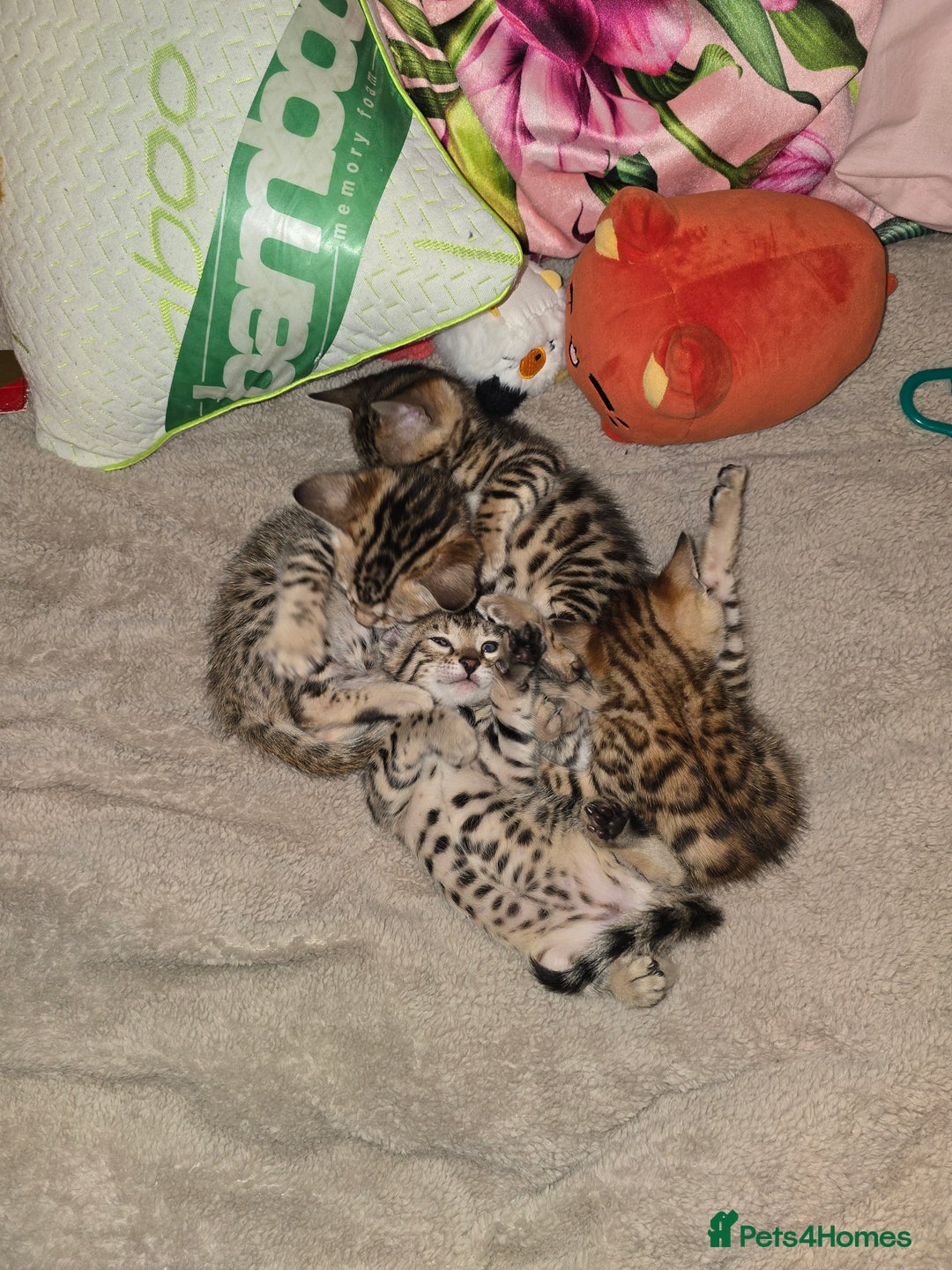 Bengal cats for sale: Bengal Kittens  - Image 6