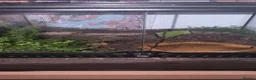 Mixed Breed reptiles for sale: Stunning Exotic Reptile Pets & Full Habitats - Advert 7
