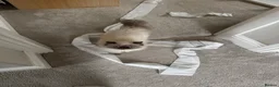 Persian cats for sale: Female Persian silver cat - Advert 2