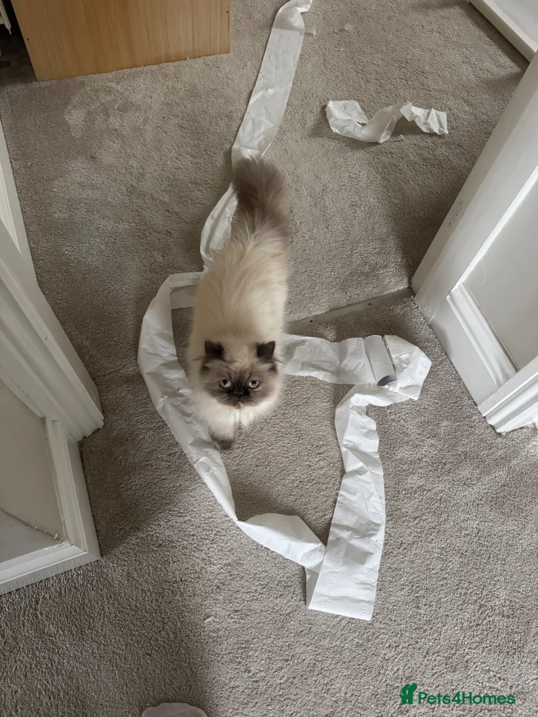 Persian cats for sale: Female Persian silver cat - Advert 2