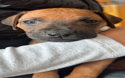 Rhodesian Ridgeback dogs for sale: Dark red wheaten puppies KC registered in ELY - Image 3