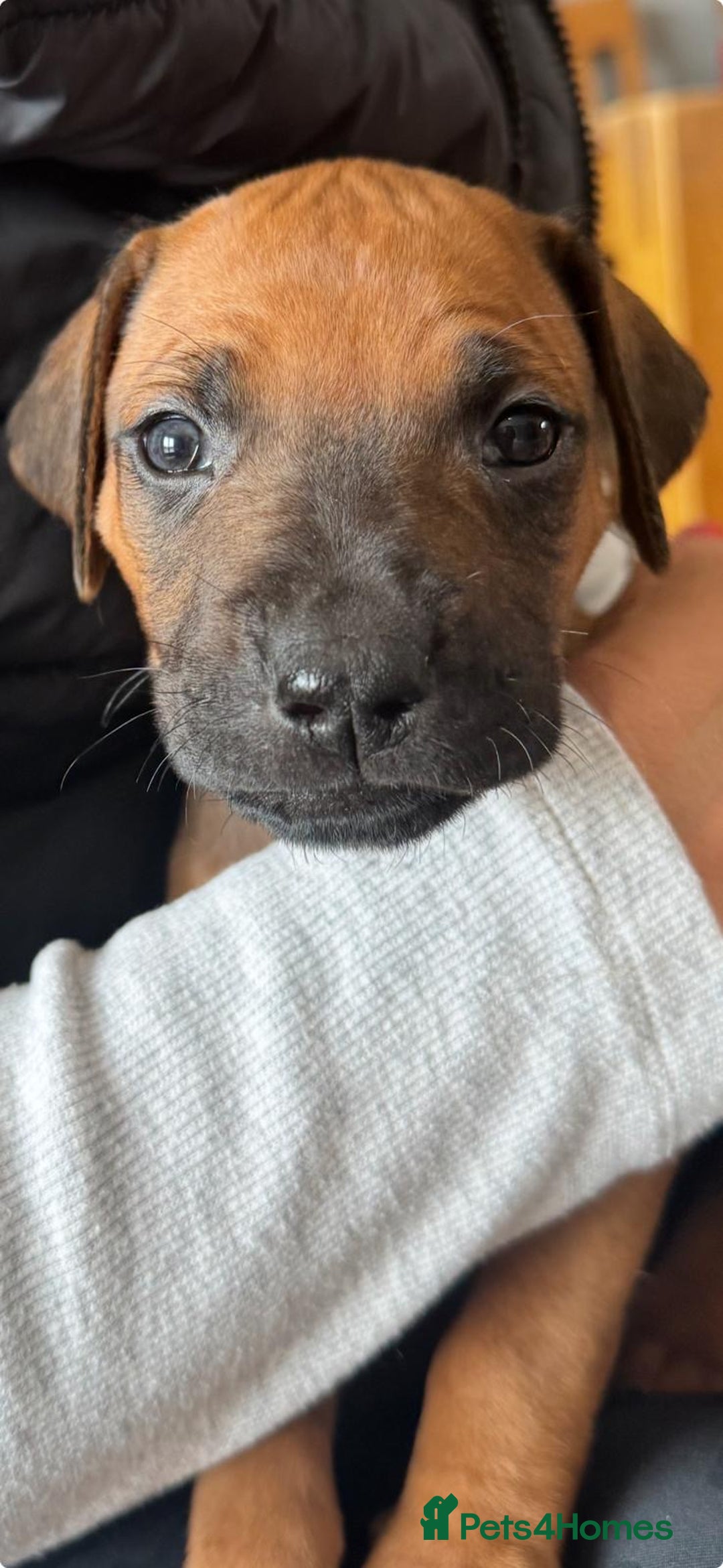 Rhodesian Ridgeback dogs for sale: Dark red wheaten puppies KC registered in ELY - Image 3