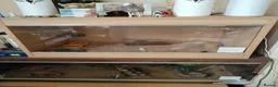 Gecko reptiles for sale: Geckos  - Advert 2