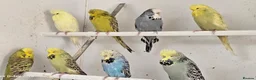 Budgerigars birds for sale: 2026 bred budgies for sale - Advert 6