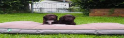 Cocker Spaniel dogs for sale: KC registered Working Cockers- Maesydderwen bred - Advert 23