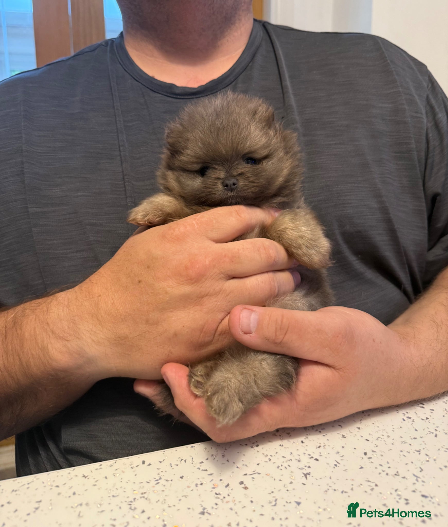 Pomeranian dogs Unique Blue and tan girl 💖 - Advert 6