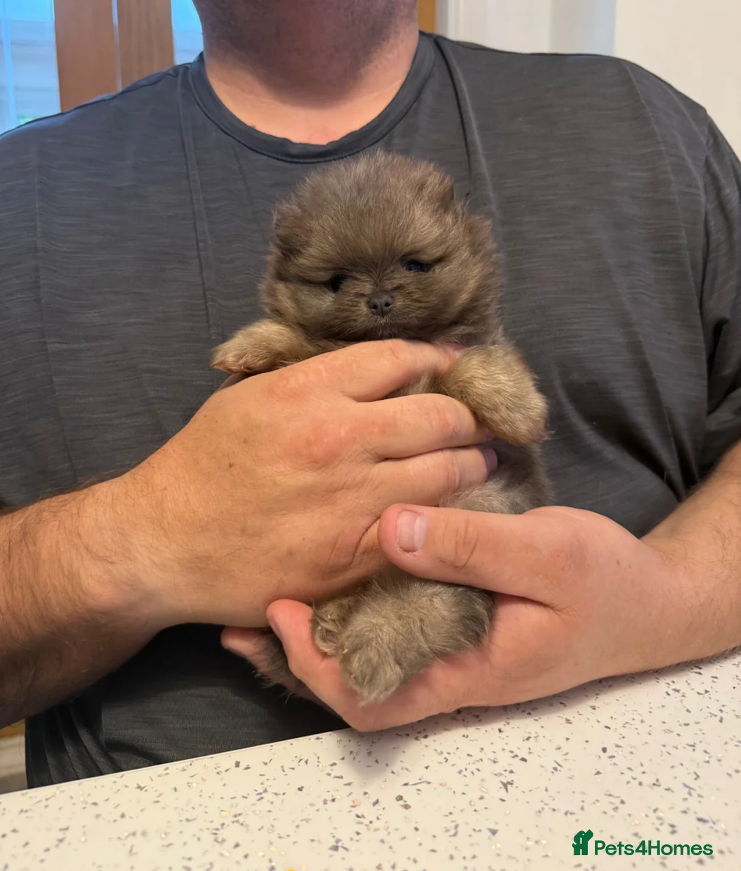 Pomeranian dogs for sale: Unique Blue and tan girl 💖 - Advert 2