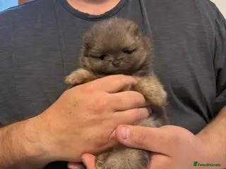 Pomeranian dogs Unique Blue and tan girl 💖 - Advert 6