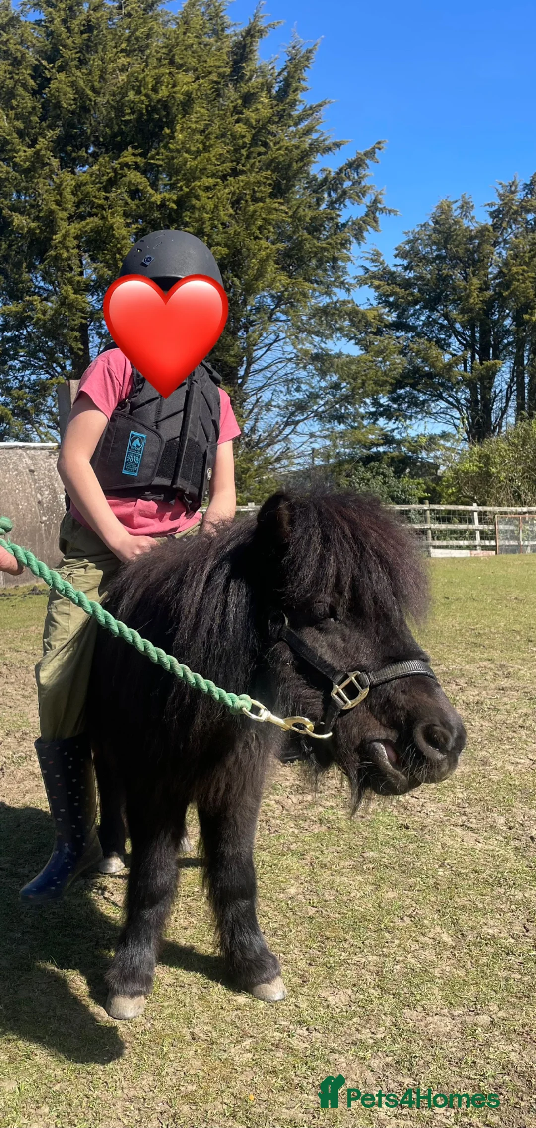 Miniature horses for sale: Female miniature horse - Advert 1