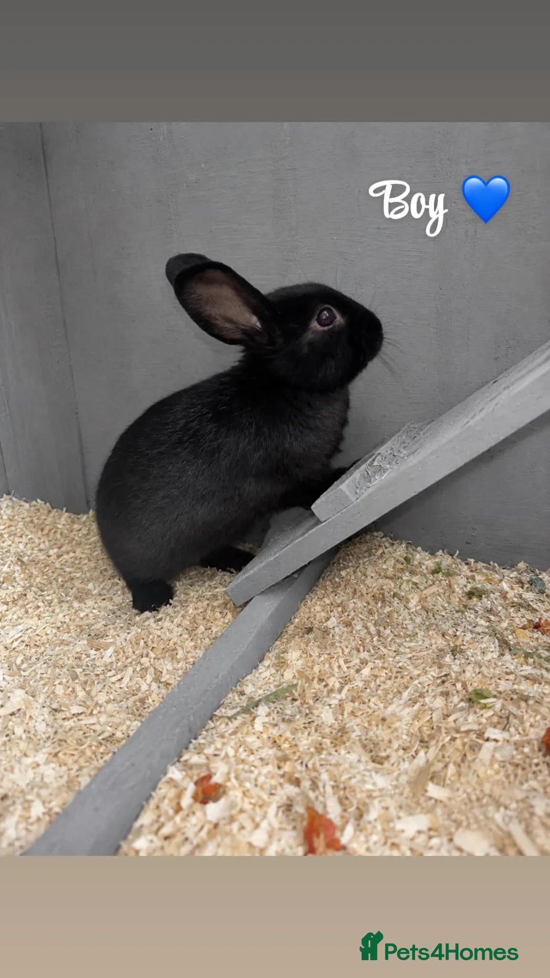 Mixed Breed rabbits for sale: Mini lop and lion head rabbits for sale - Advert 7