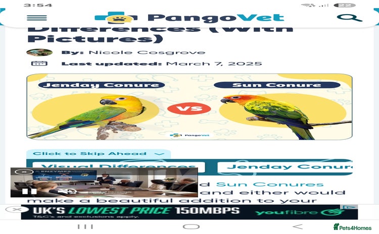 Conures birds - Advert 2