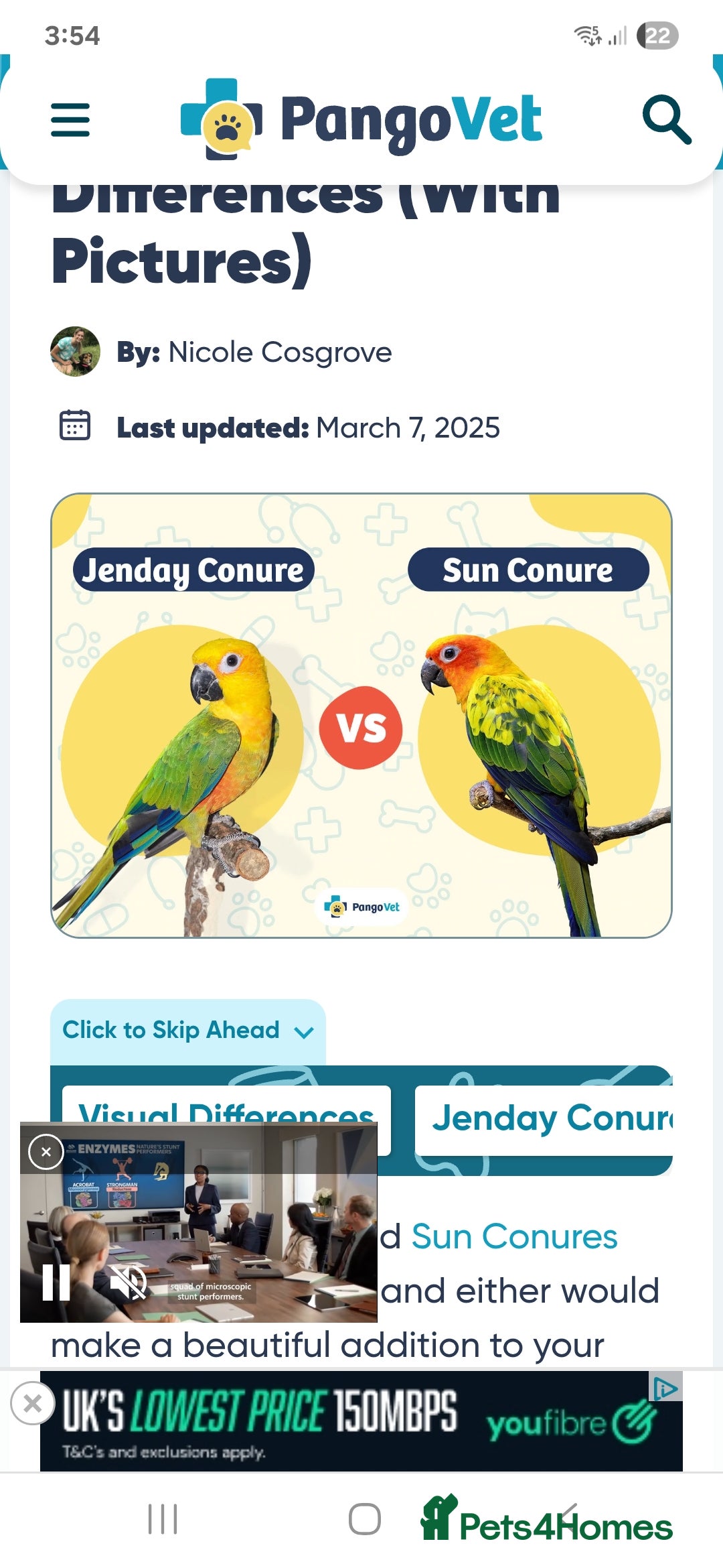 Conures birds for sale: WANTED  jennyday or sun conure  - Image 1