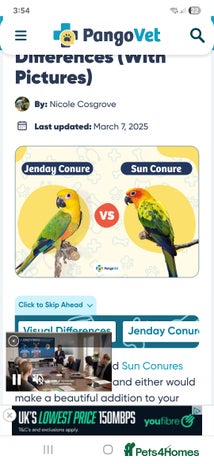 Conures birds - Advert 13