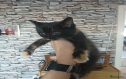 Mixed Breed cats for sale: 3 beautiful kittens - Image 5