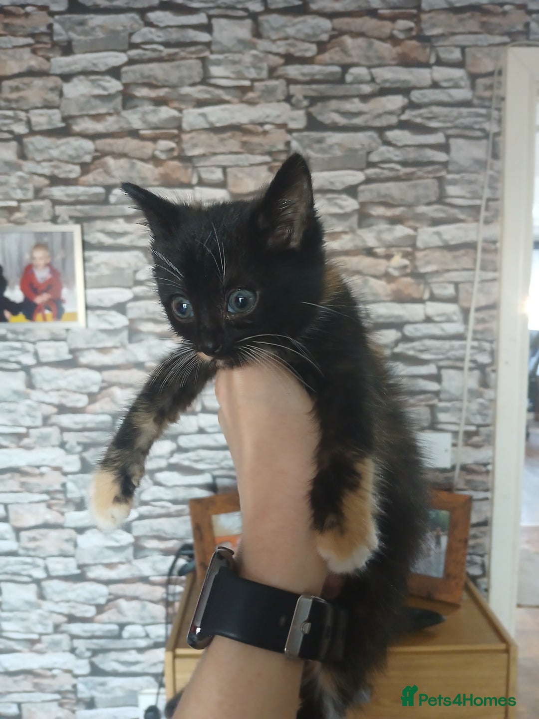Mixed Breed cats for sale: 3 beautiful kittens - Image 5