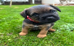 Border Terrier dogs for sale: BORDER TERRIER PUPPIES FOR SALE - Image 1